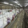 Video: Butterball Turkey Abuse Farm Raided